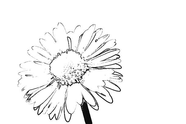 Malbuch Blumenwelt